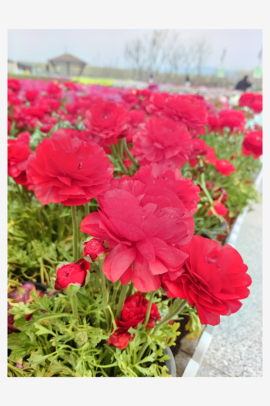 春天里盛开的红色花卉摄影图