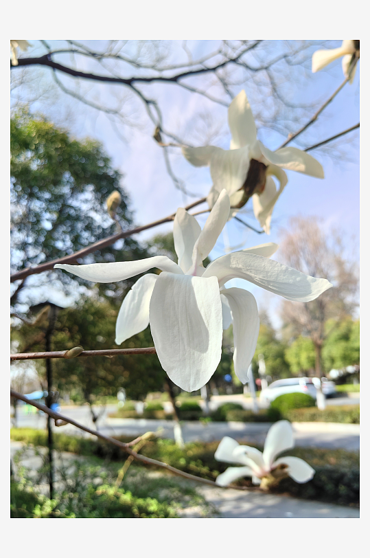 春天里盛开的白色玉兰花
