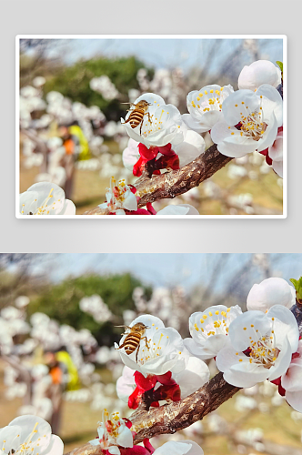 春天里盛开的白色杏花与蜜蜂摄影图