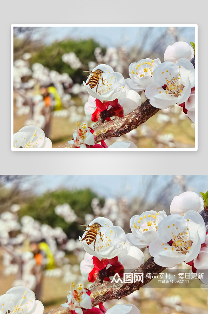 春天里盛开的白色杏花与蜜蜂摄影图素材