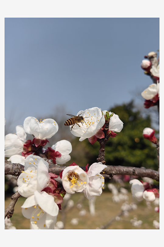 春天里盛开的白色杏花摄影图