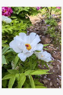 春天里盛开的白色牡丹花摄影图