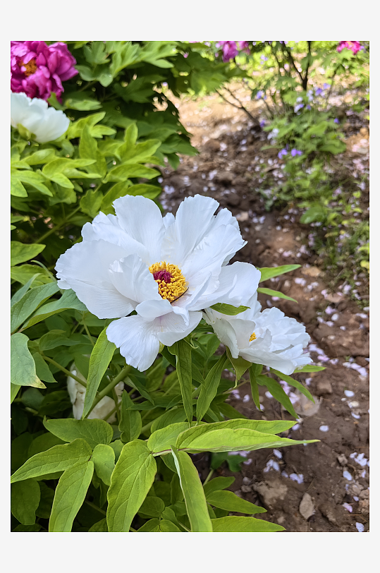 春天里盛开的白色牡丹花摄影图