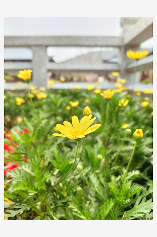 春天里盛开的黄色花卉摄影图