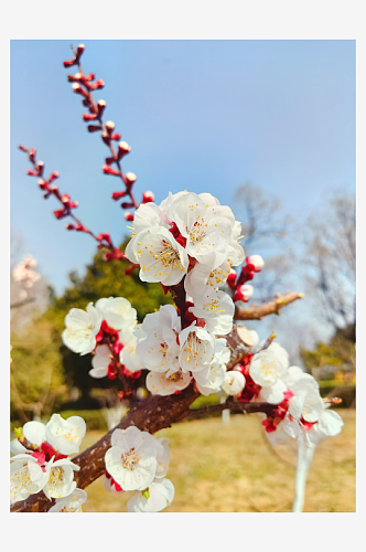春天里盛开的白色杏花摄影图