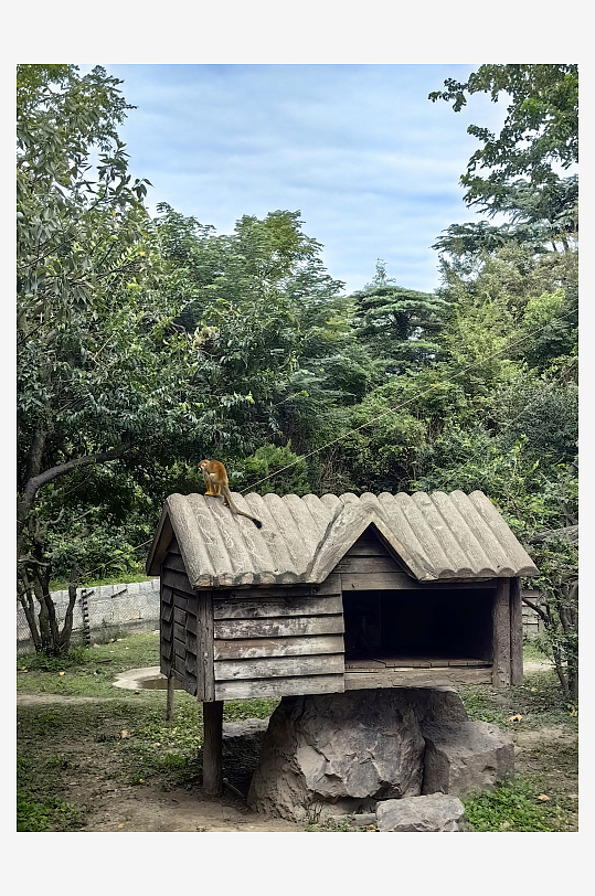 野生动物之松鼠猴摄影图