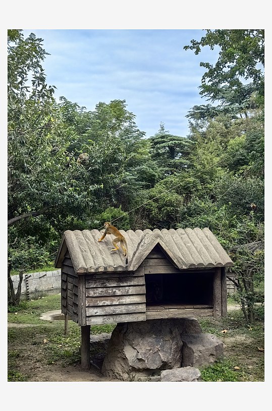 野生动物之松鼠猴摄影图