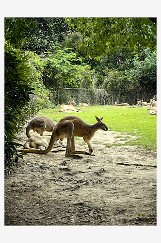 野生动物园之袋鼠摄影图