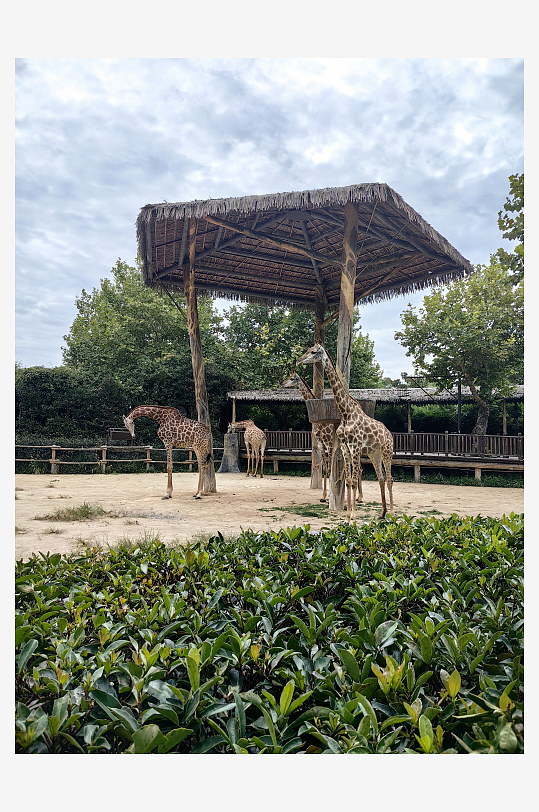 野生动物园之长颈鹿摄影图