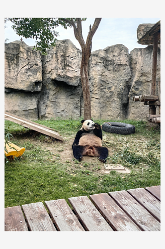 动物园之大熊猫摄影图