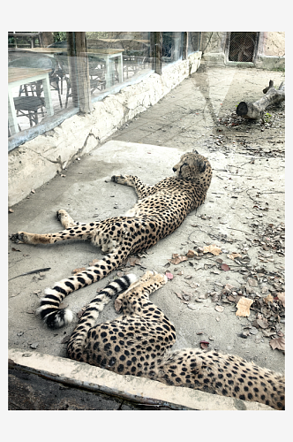 动物园之豹子摄影图