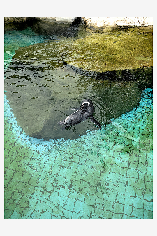 动物园之企鹅游泳摄影图