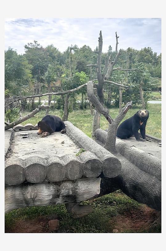 动物园之熊摄影图