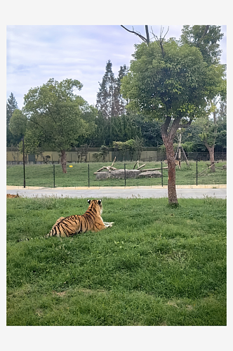 动物园百兽之王老虎摄影图