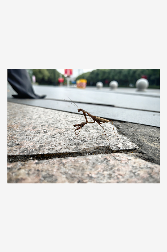 公园里的昆虫螳螂摄影图
