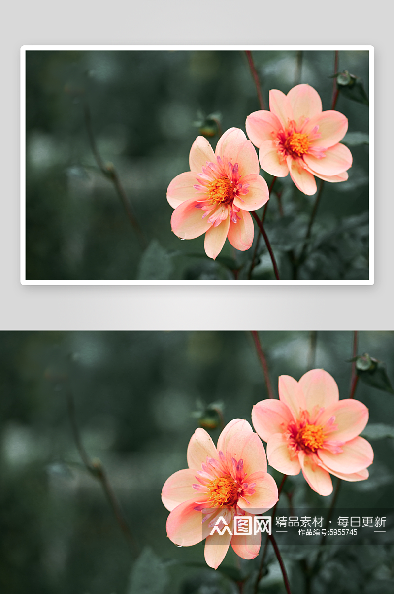 美丽盛开的花朵摄影图素材