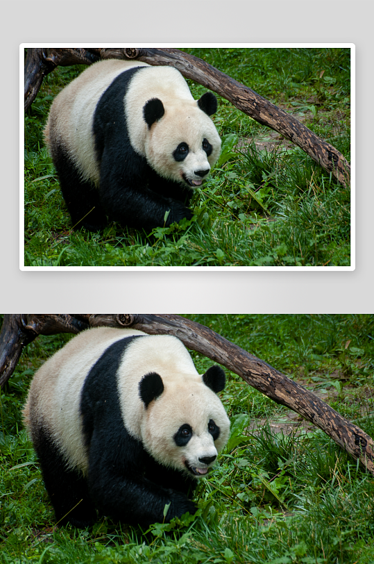 草地上的国宝大熊猫摄影图