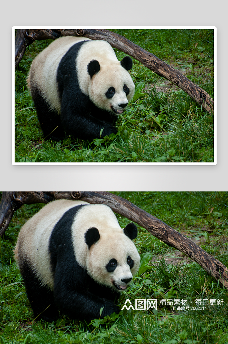 草地上的国宝大熊猫摄影图素材