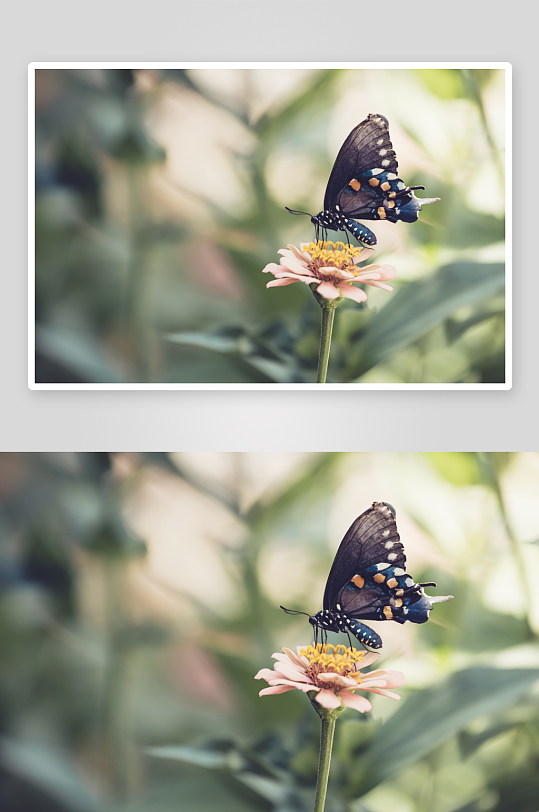 停留在花朵上的花蝴蝶摄影图