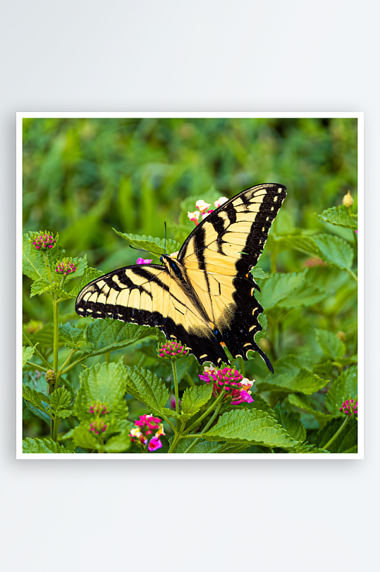 草丛中翩翩起舞的花蝴蝶摄影图