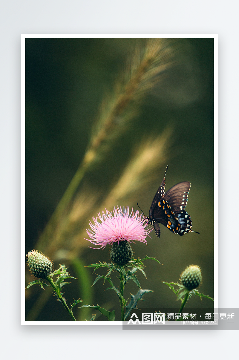 在花上停留的花蝴蝶摄影图素材