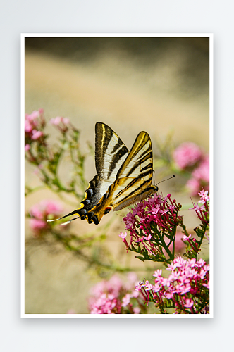 花丛中的美丽蝴蝶摄影图