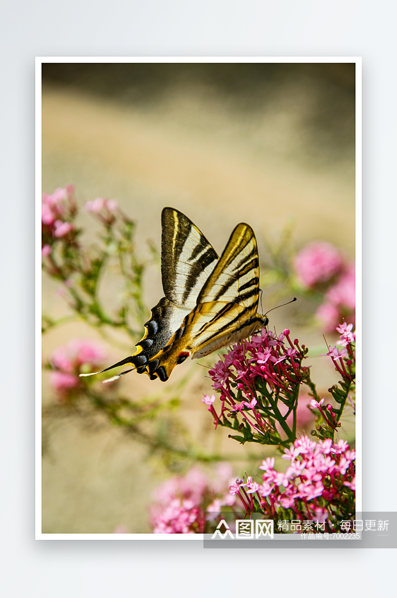 花丛中的美丽蝴蝶摄影图素材