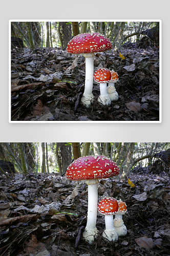 小巧可爱的蘑菇摄影图
