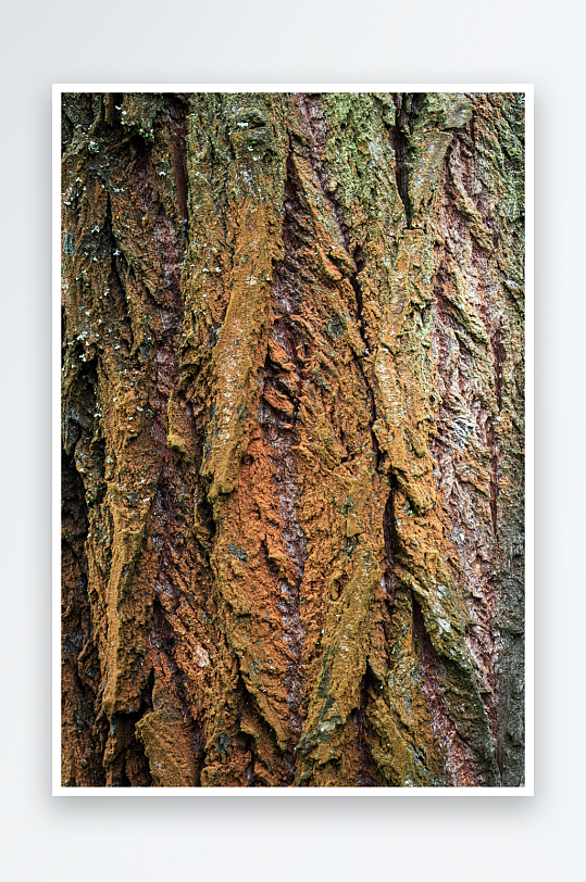 古老龟裂的树皮摄影图