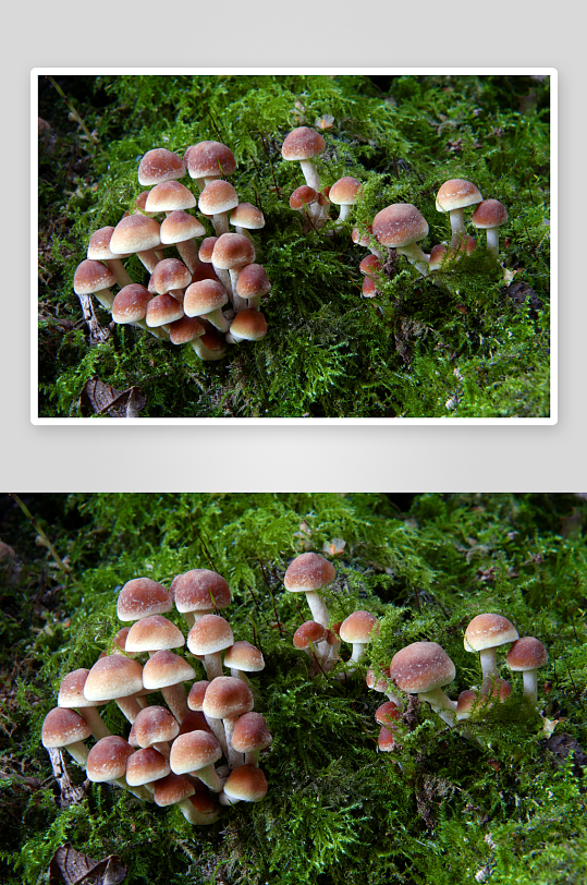 森林里长出来的菌类蘑菇