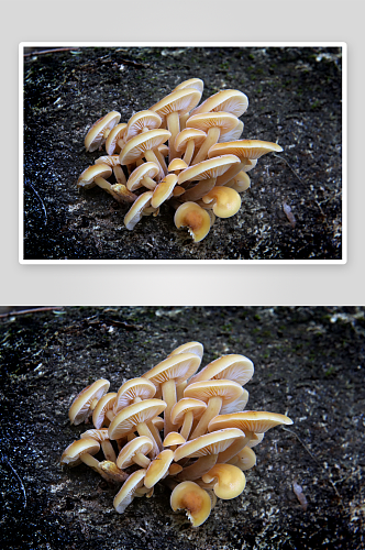 森林长出来的真菌蘑菇