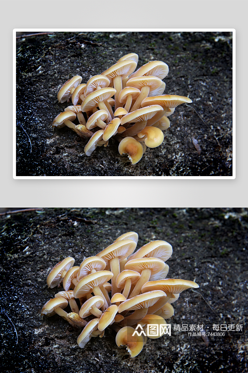 森林长出来的真菌蘑菇素材