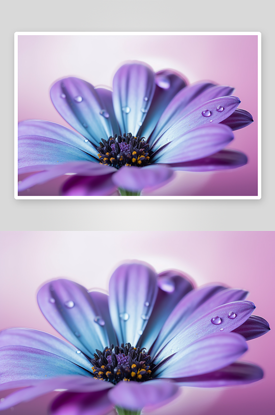 浪漫紫色花卉摄影