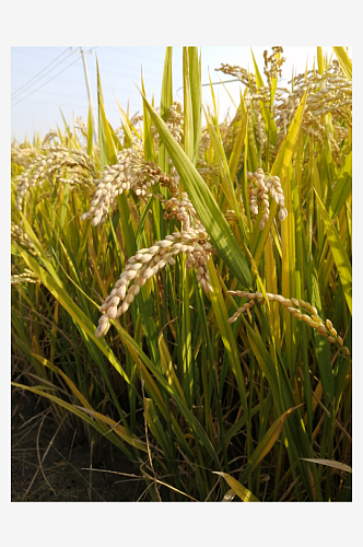 田园杂交水稻摄影图