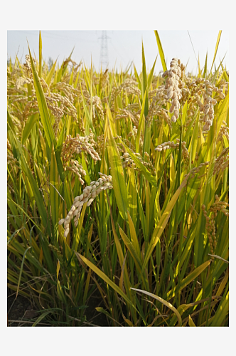 田园杂交水稻摄影图