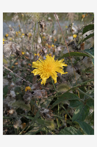 黄色的小野花摄影图