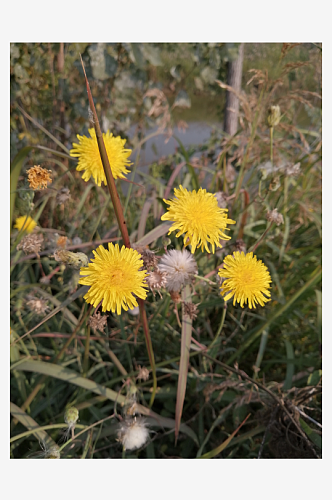 野生植物黄色的小野花