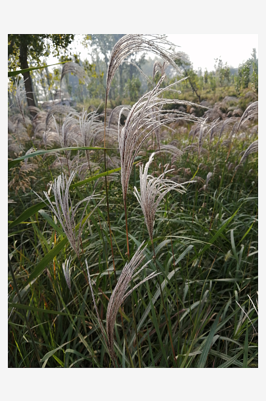 野生植物芦苇习习