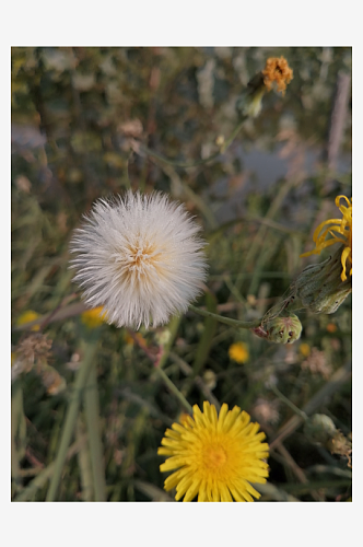黄色野花苣荬菜摄影图