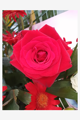 鲜艳的红色玫瑰摄影图