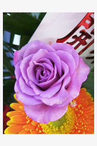 鲜艳的紫色玫瑰摄影图