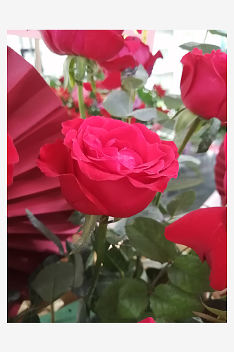 鲜艳的红色玫瑰摄影图