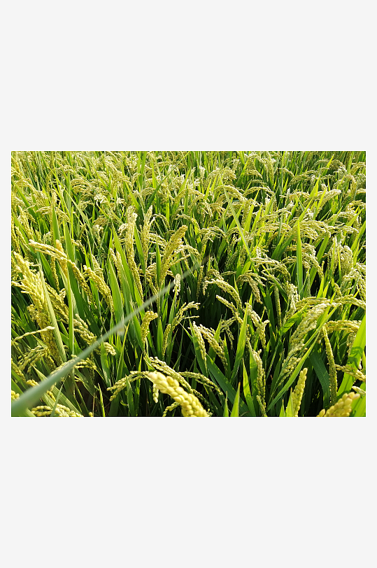 绿色清新的稻田稻苗