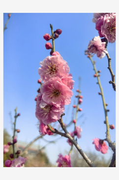 春天盛开的花卉梅花