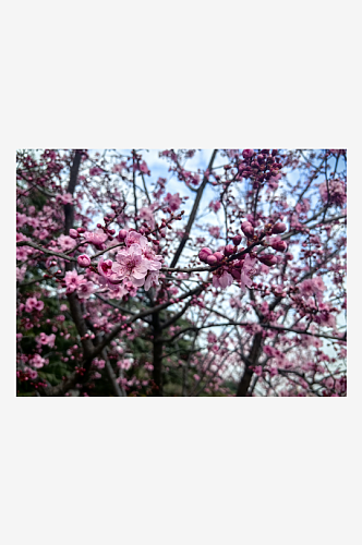 春天里盛开的粉红色花卉