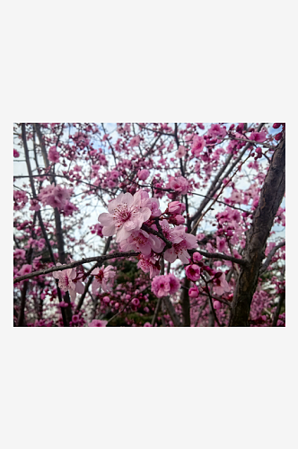 春天里盛开的粉红色花卉