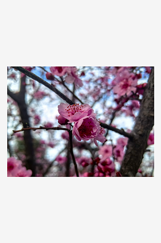 春天盛开的粉红色花卉