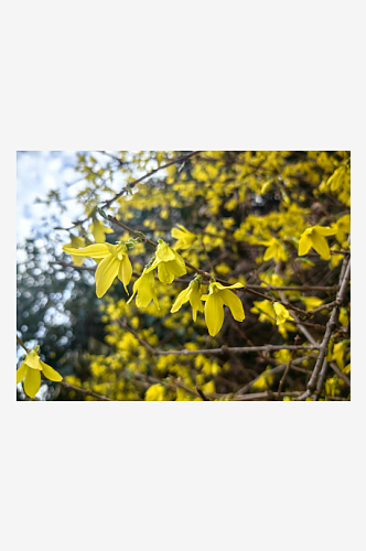 春天里盛开的黄色花卉迎春花