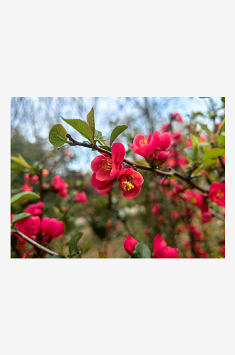 春天里盛开的红色花卉贴梗海棠