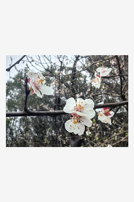 春天里盛开的白色花卉杏花